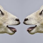 Language and Culture Insights