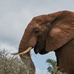 Debunking Eco-Tourism Myths